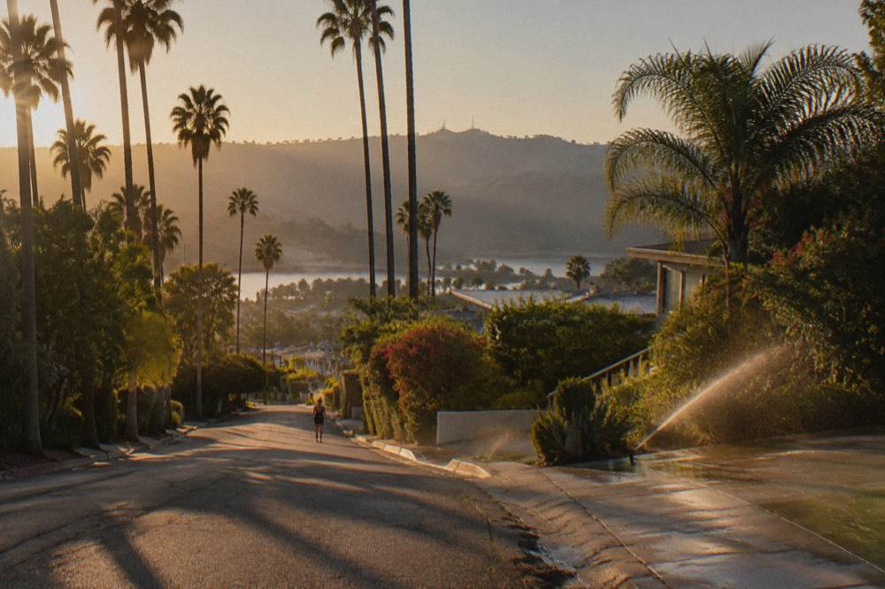 A palm-lined residential street in the Hollywood Hills at golden hour